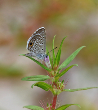 Ceraunus Blue